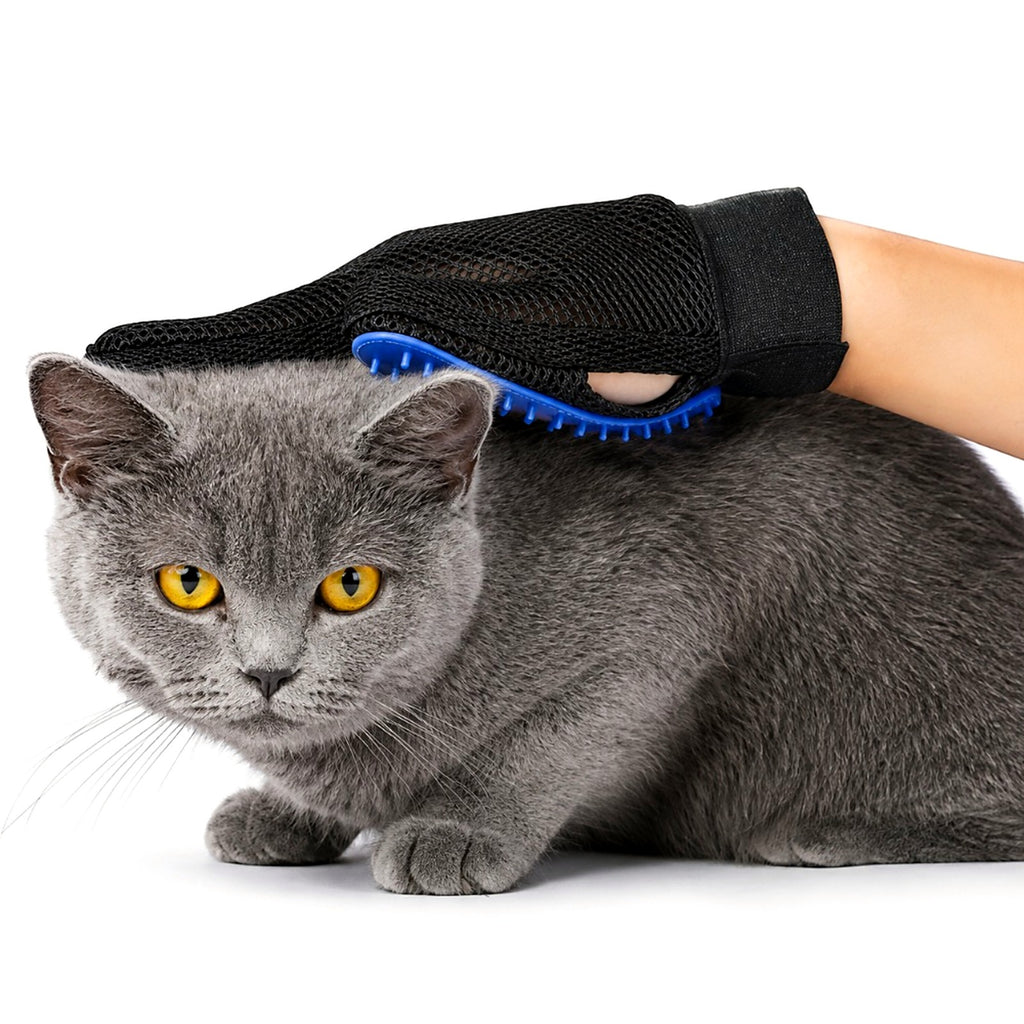 Un chat gris brossé avec un gant de toilettage à picots