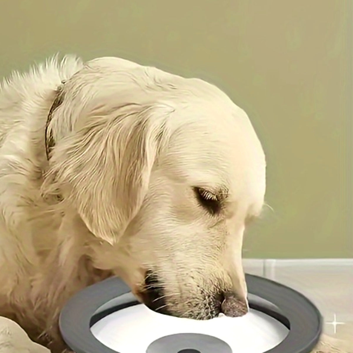 Un chien beige boit dans une gamelle avec disque flottant