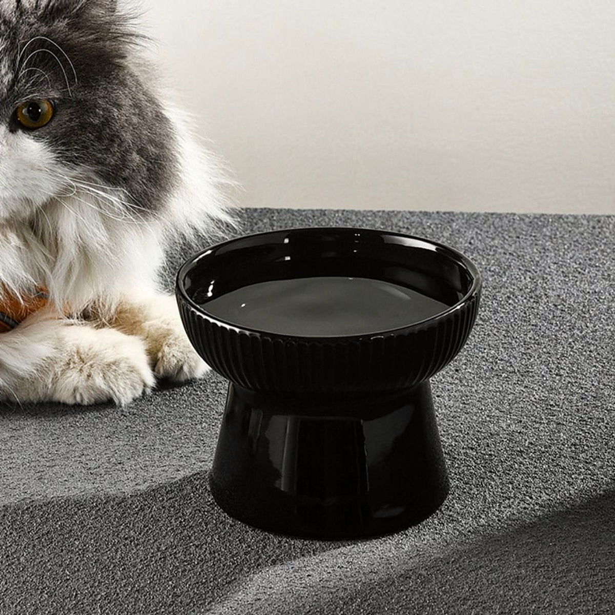 Chat à poils longs assis derrière une gamelle surélevée noire en céramique