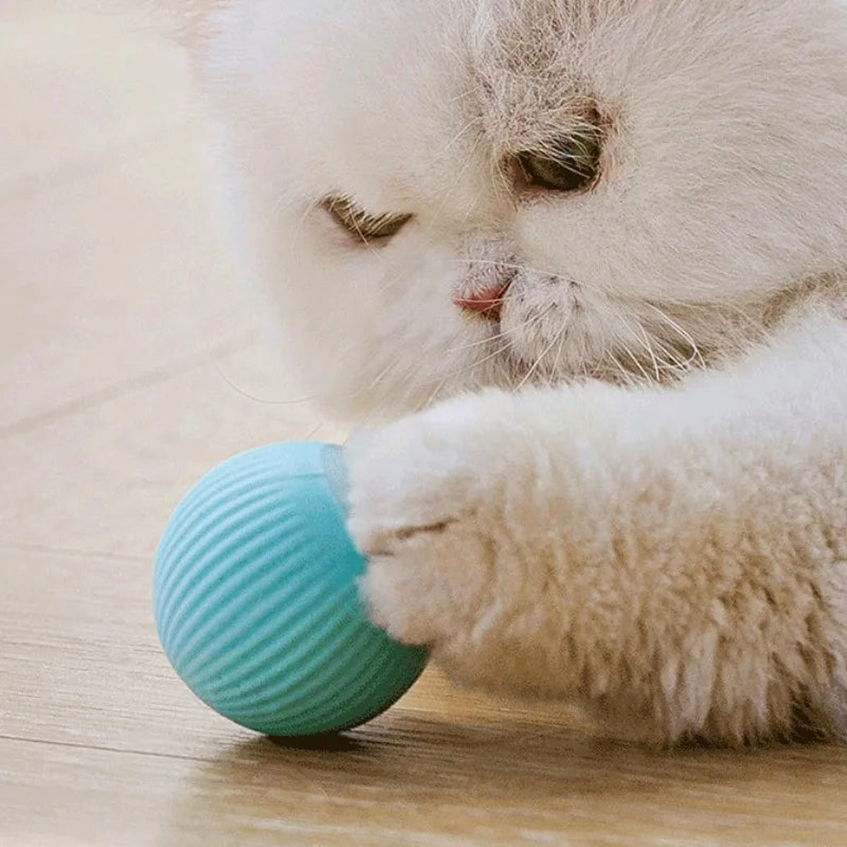 Chat attrapant la balle bleue