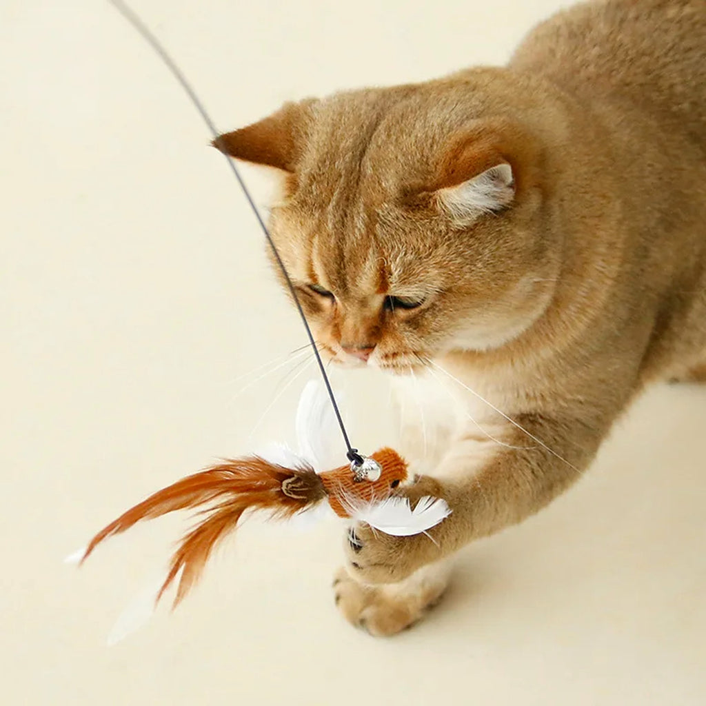 Chat roux qui attrape l'oiseau à plumes au bout du jouet