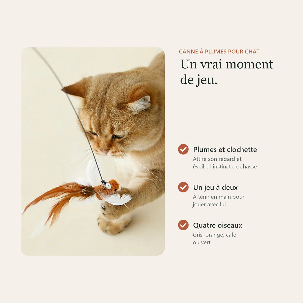Jouet à plumes pour chat : plumes et clochette, un jeu à deux, quatre oiseaux au choix