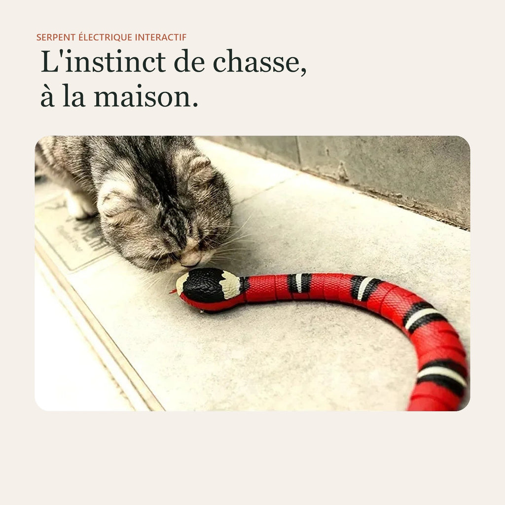 Chat qui renifle le serpent électrique